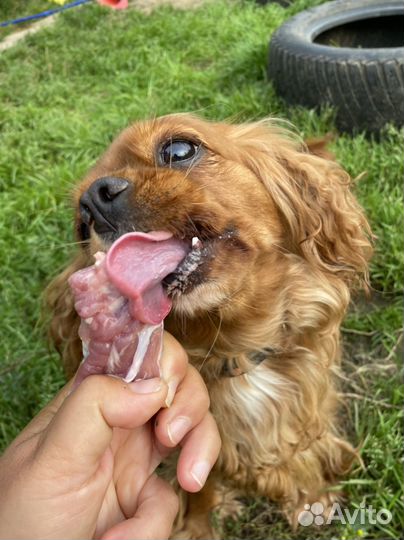 Готовый рацион для собак