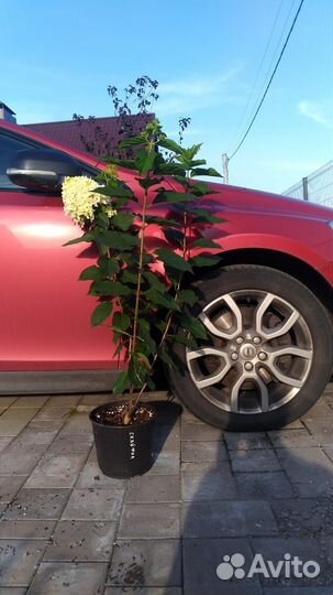 Гортензия Скайфол