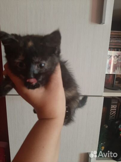 Отдам в дар котенка трехцветного