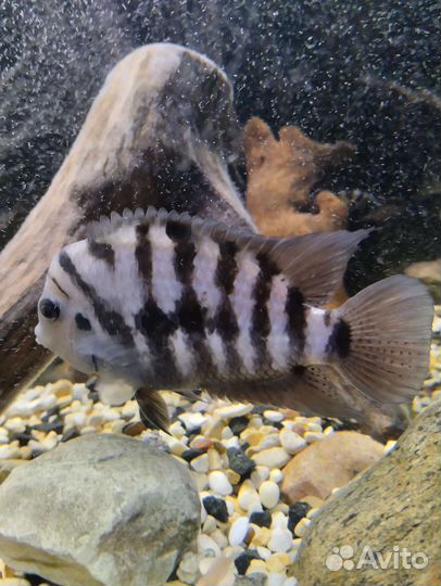 Цихлазома чернополосая