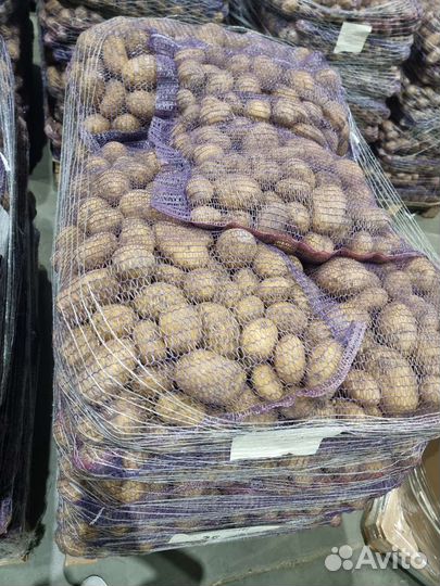 Картофель новый урожай 2023 брянск