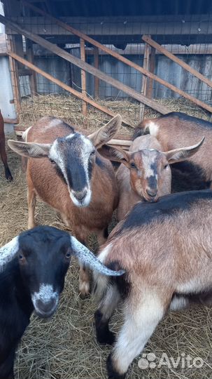 Породистые козочки