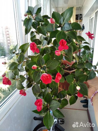 Бальзамин махровый