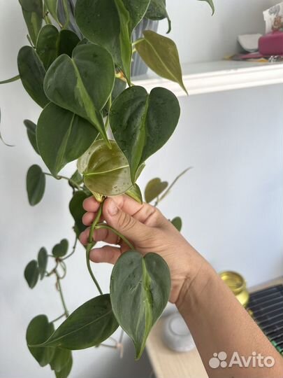 Лианы, сциндаптусы