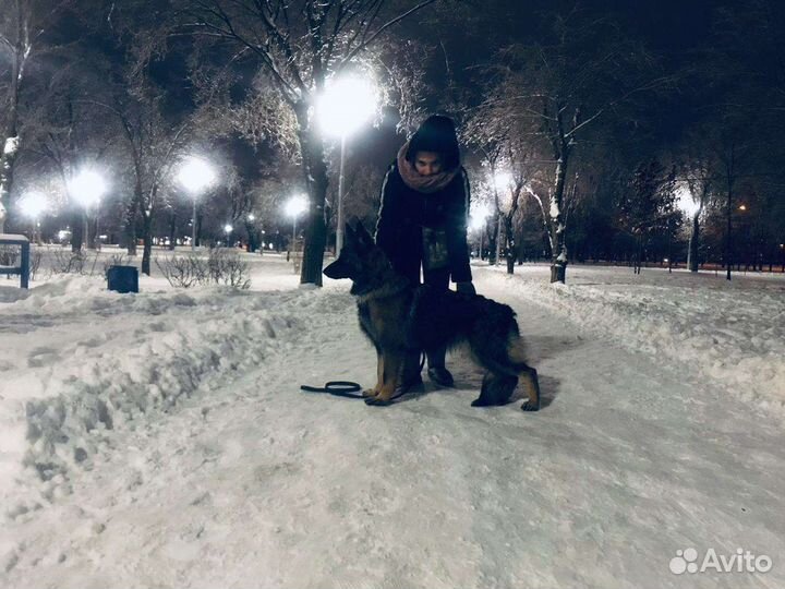 Услуга Кинолога