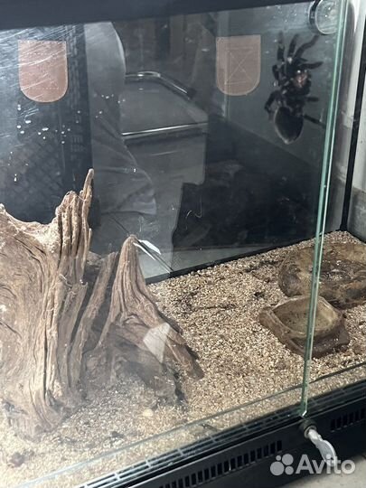 Паук птицеед