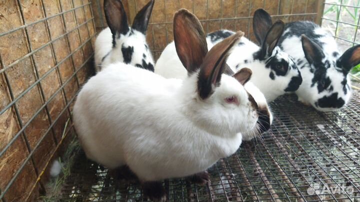 Кролики на племя