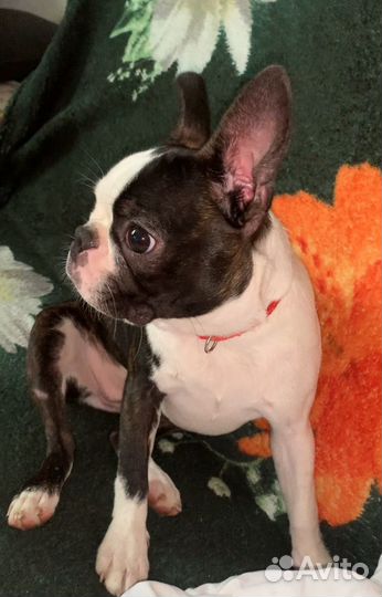 Бостон терьер