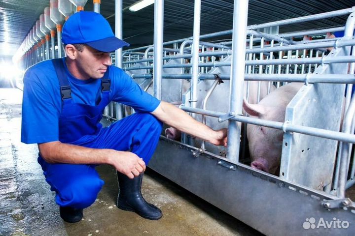 Разнорабочий на свинокомплекс/ г. Воронеж