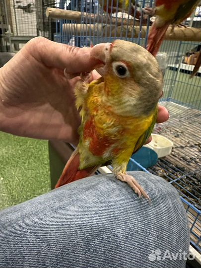 Попугай пиррура выкормыши