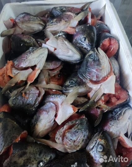 Рыба голву форель