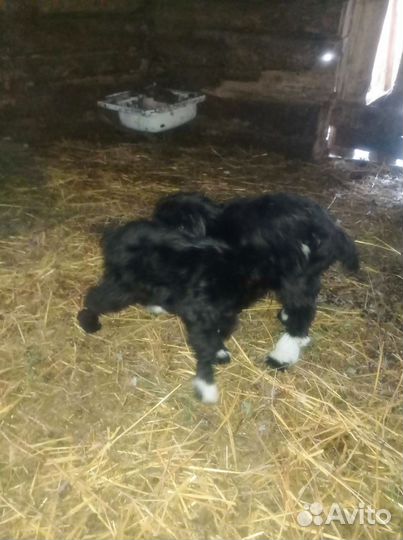 Козлята бесплатно