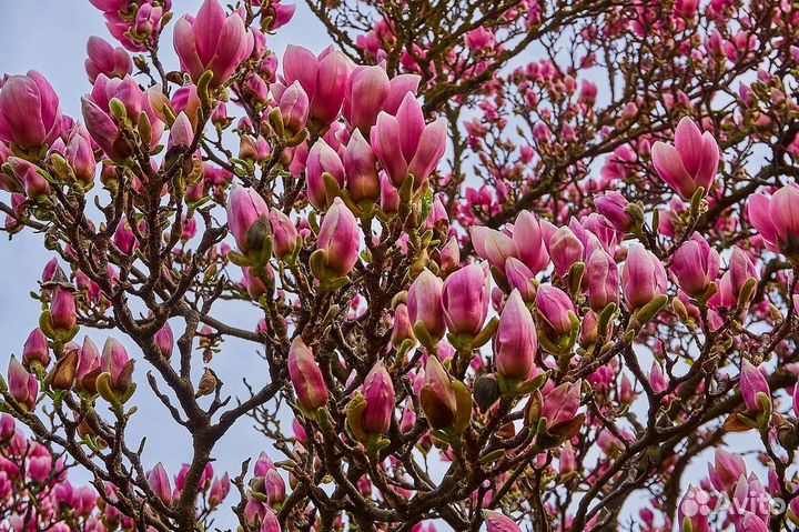 Магнолия и Сакура, саженцы