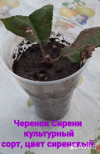 Нягань сирень