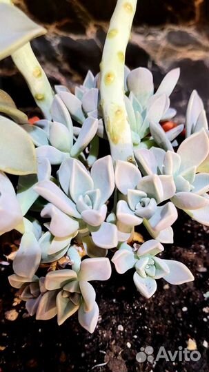 Граптопеталум парагвайский (суккулент)