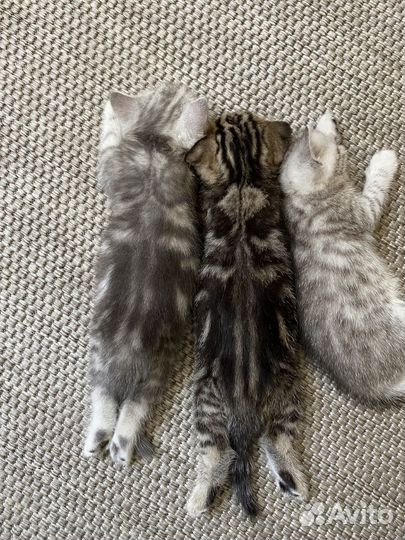 Серебристая шиншила