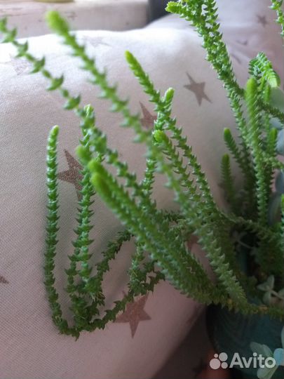 Кактусы и суккуленты