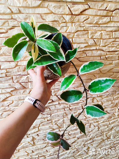 Хойя Кримсон Квин