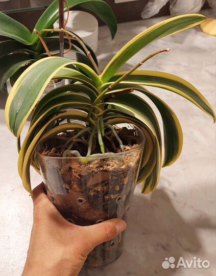 Орхидея фаленопсис Sogo Vivien Variegata