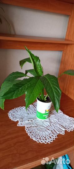 Спатифиллум