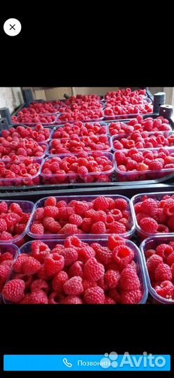 Ремонтантная малина Пани-Вольска, Польская