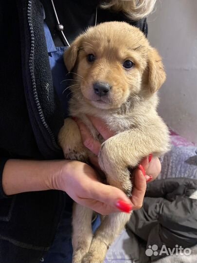 Щенки мальчики в добрые руки