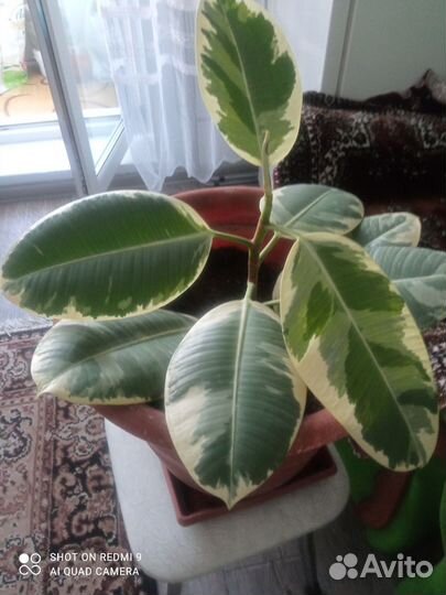 Фикус каучуконосный