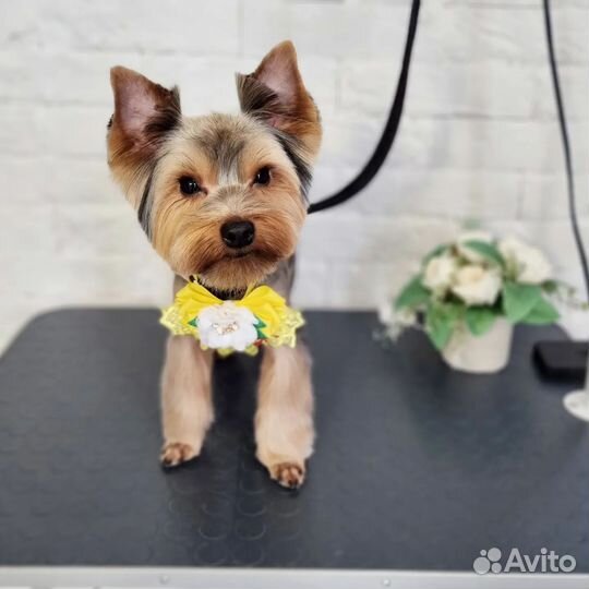 Стрижка собак