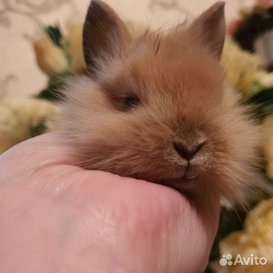 Карликовый кролик