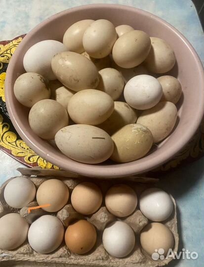 Яйца домашние утиные, куриные, гусиные