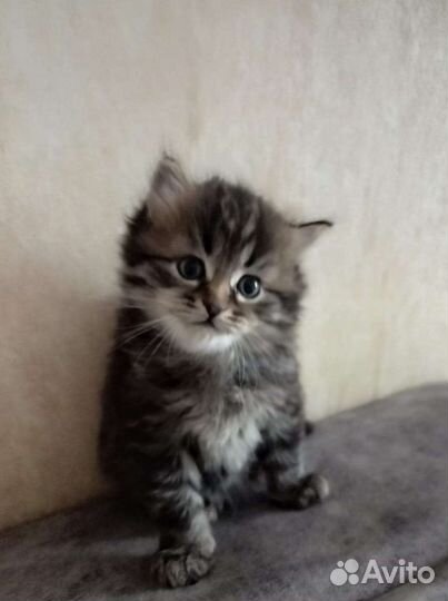 Кошки в добрые руки