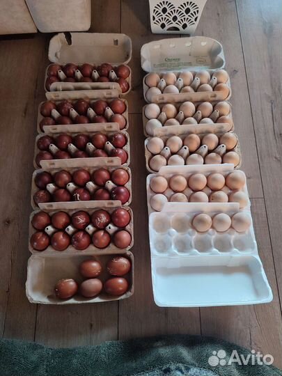 Домашнее мясо кур, яйца куриные домашние