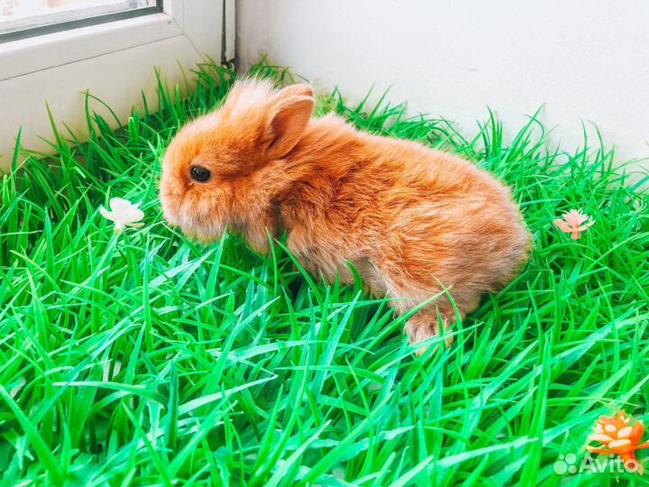 Карликовый кролик - вислоухий мини