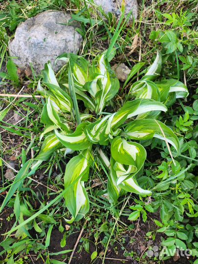 Хоста волнистая Унивитата