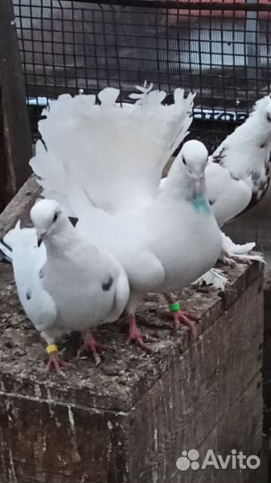 Продажа голубей