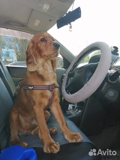 Кобель для вязки (Английский Кокер Спаниель)