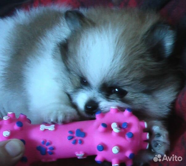 Маленькие пушистики