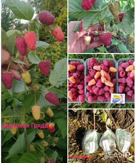 Ремонтантная малина