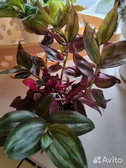 Комнатные цветы