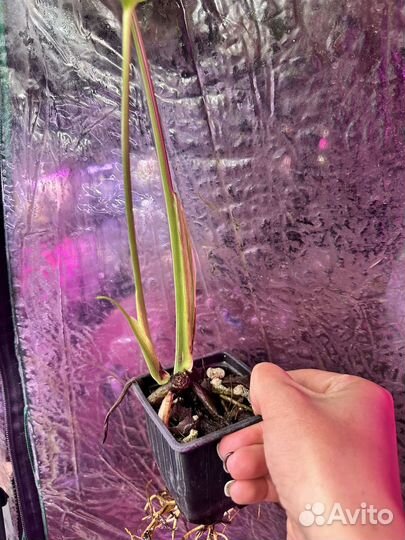 Монстра Тайское созвездие