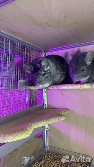 Консультация по шиншиллам