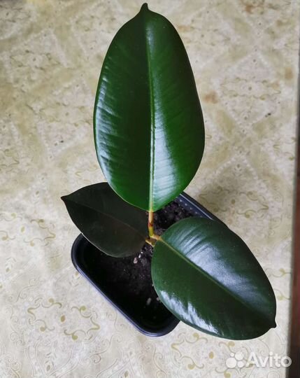 Комнатные цветы