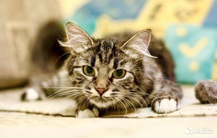 Муся пушистая сибирячка в дар заботливым хозяевам