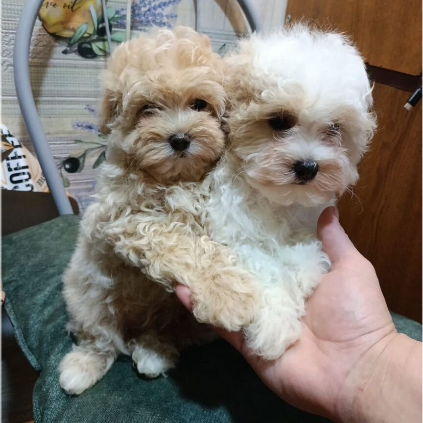 Maltipoo