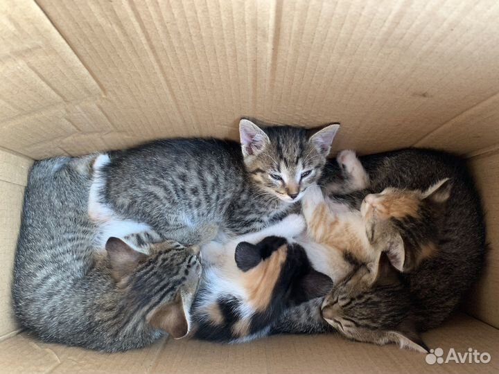 Спасите котят