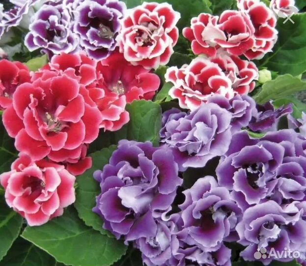 Детки Глоксиний махровых