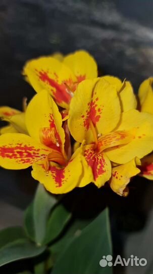 Канна цветок