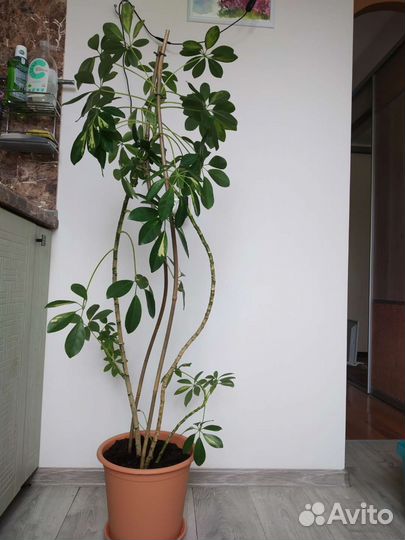 Шефлера вариегатная