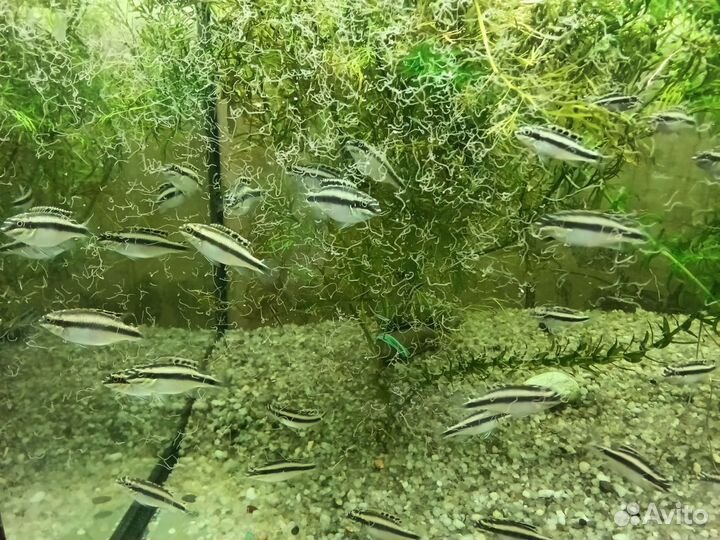 Аквариумные рыбки