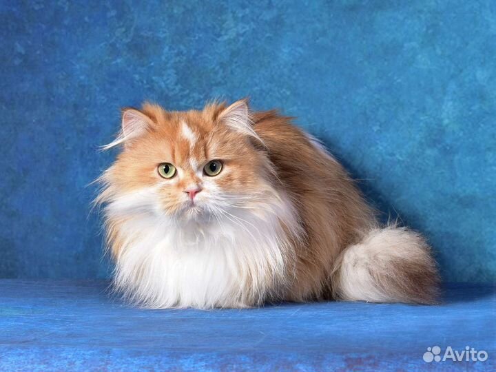 Британская длинношерстная золотая шиншилла